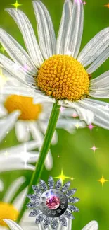 Close-up of daisies with white petals and yellow centers on a green background.