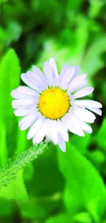 A vibrant daisy against a lush green backdrop.