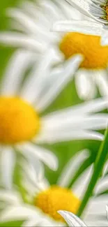 Close-up of vibrant daisies with green stems and yellow centers.