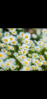 Daisy flowers wallpaper with lush green background.