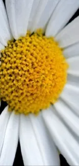 Close-up view of a vibrant yellow daisy flower with white petals.