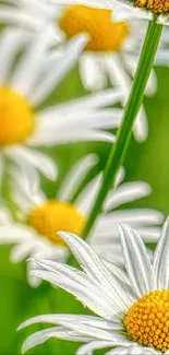 Close-up of daisies with a green background.