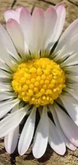 Vibrant daisy with white petals and a bright yellow center on wood background.