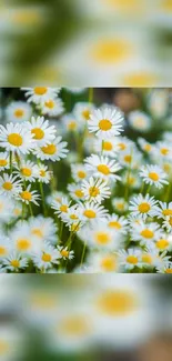 Vibrant wallpaper of white daisies with yellow centers, perfect for nature lovers.