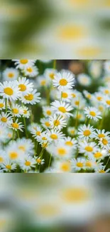 Vibrant daisy flowers with white petals and yellow centers in green field.