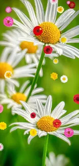 Close-up of vibrant daisy flowers against a lush green background.