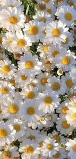 Beautiful white daisy flowers creating an elegant mobile phone wallpaper.