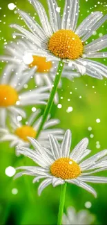 Daisy flowers with green background