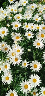 White daisies in a vibrant garden setting.