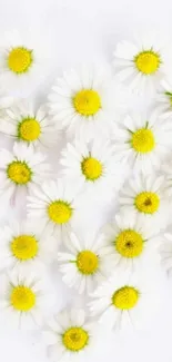 Fresh white daisies with yellow centers on mobile wallpaper.