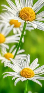 Close-up image of vibrant daisies with lush green background.