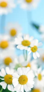 Daisy flowers in focus with sky blue background.