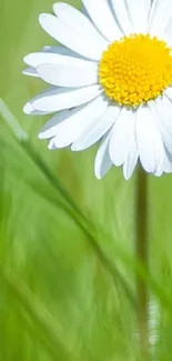 Close-up of a daisy with a green grass background.