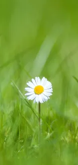 A single white daisy blooms amid lush green grass.