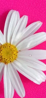 A vibrant daisy on a hot pink background, perfect for a fresh mobile wallpaper.