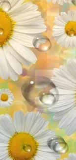 Daisy wallpaper with water droplets and vibrant background.