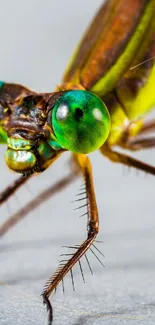 Close-up image of a vibrant green damselfly on a neutral background.