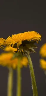 Yellow dandelion flowers against a dark background for mobile wallpaper.