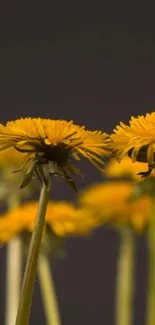 Yellow dandelions against a dark background, perfect for mobile wallpaper.