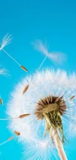 Dandelion against vibrant blue sky wallpaper.