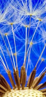 Dandelion seeds with bright blue background for mobile wallpaper.