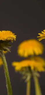 Yellow dandelions close-up on a dark background.