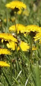 Mobile wallpaper of vibrant yellow dandelions in a lush green field.