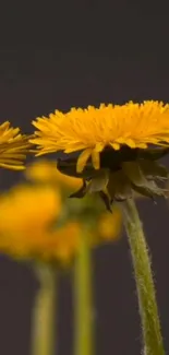 Yellow dandelion flower on dark background, nature mobile wallpaper.