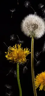 Dandelions against a black background, showcasing elegance.