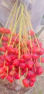 Cluster of ripe red dates hanging on a palm tree.