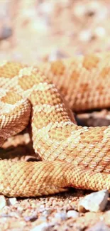 Vibrant orange desert snake coiled on rocky terrain.