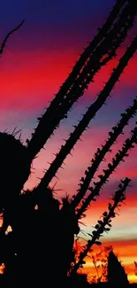 Cactus silhouettes against purple sunset sky.