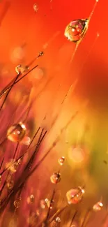 Close-up of vibrant abstract wallpaper with dewdrops and orange hues.