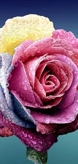 Vibrant multi-colored rose with dewdrops on petals against a blue gradient backdrop.