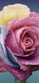 Vibrant, dew-kissed multicolor rose wallpaper for phones.