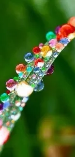 Vibrant dew drops on a green blade of grass.