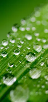 Close-up of dew drops on a vibrant green leaf, creating a fresh, calming look.