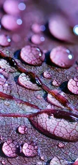 Close-up of vibrant purple leaf with water droplets.