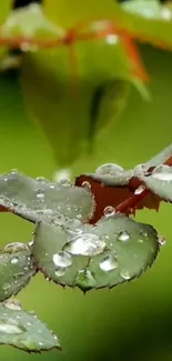 Green rose leaves with dewdrops, vibrant nature background.