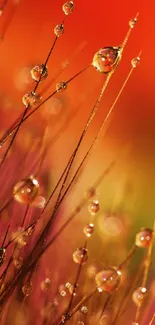 Vibrant orange and pink dewdrops on a colorful nature background.