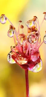 Vivid macro photo of a dewdrop-covered flower on a yellow background.