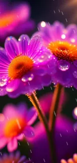 Close-up of vibrant purple flowers with dewdrops, glowing softly.