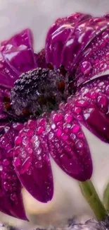 Dewy purple flower close-up wallpaper.