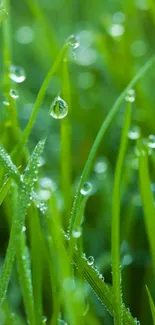 Vibrant green dewy grass mobile wallpaper with fresh, calming aesthetics.