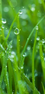 Close-up of dewy green grass, nature mobile wallpaper.