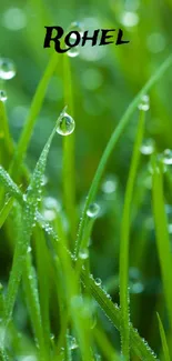 Dewy green grass with droplets, vibrant and fresh.