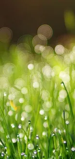 Close-up of dewy grass with a vibrant green bokeh effect, creating a serene wallpaper.