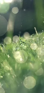 Close-up of dewy grass with soft bokeh in morning light, exuding serenity.