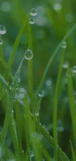 Dew drops on vibrant green grass close-up.