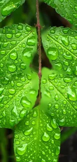 Close-up of dewy green leaves on a branch, showcasing fresh natural beauty.